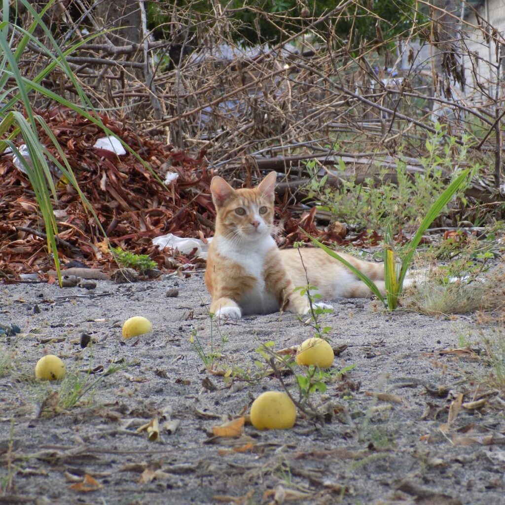 cat laid on the sand with lemons on the ground in front of it
