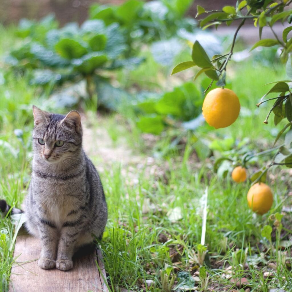 cat outside sitting next to lemons on a tree