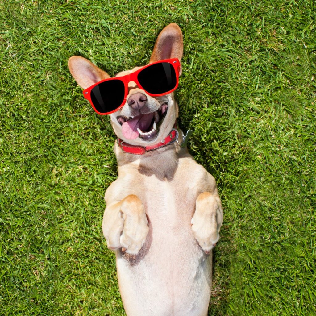 dog with big ears laying on green grass wearing red sunglasses