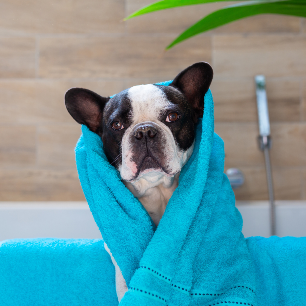 Baby shampoo hotsell for french bulldog