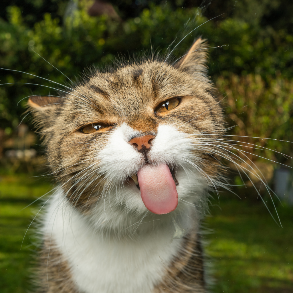 cat sticking its tongue out