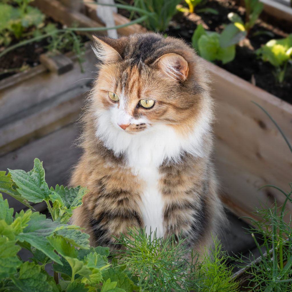 fluffy cat staring at mint leaves