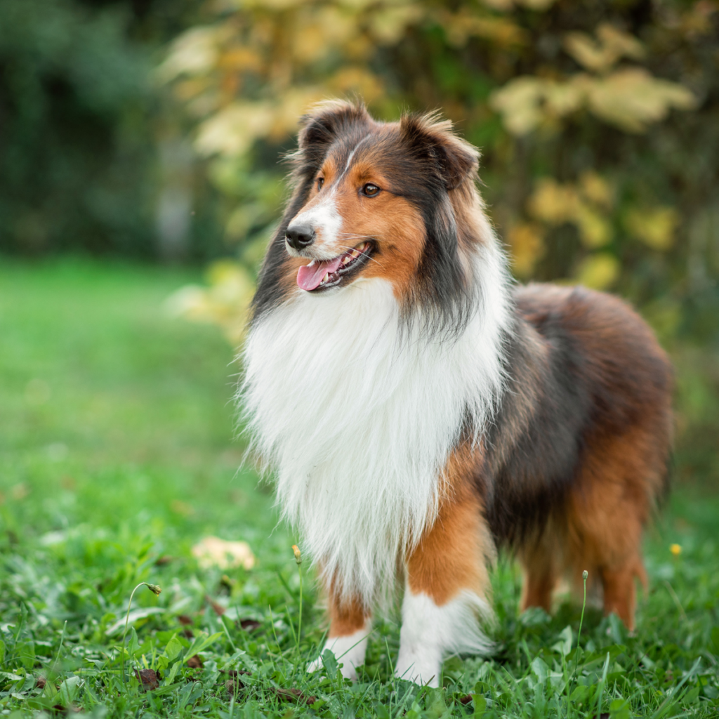 Lassie type dog standing outside on green grass