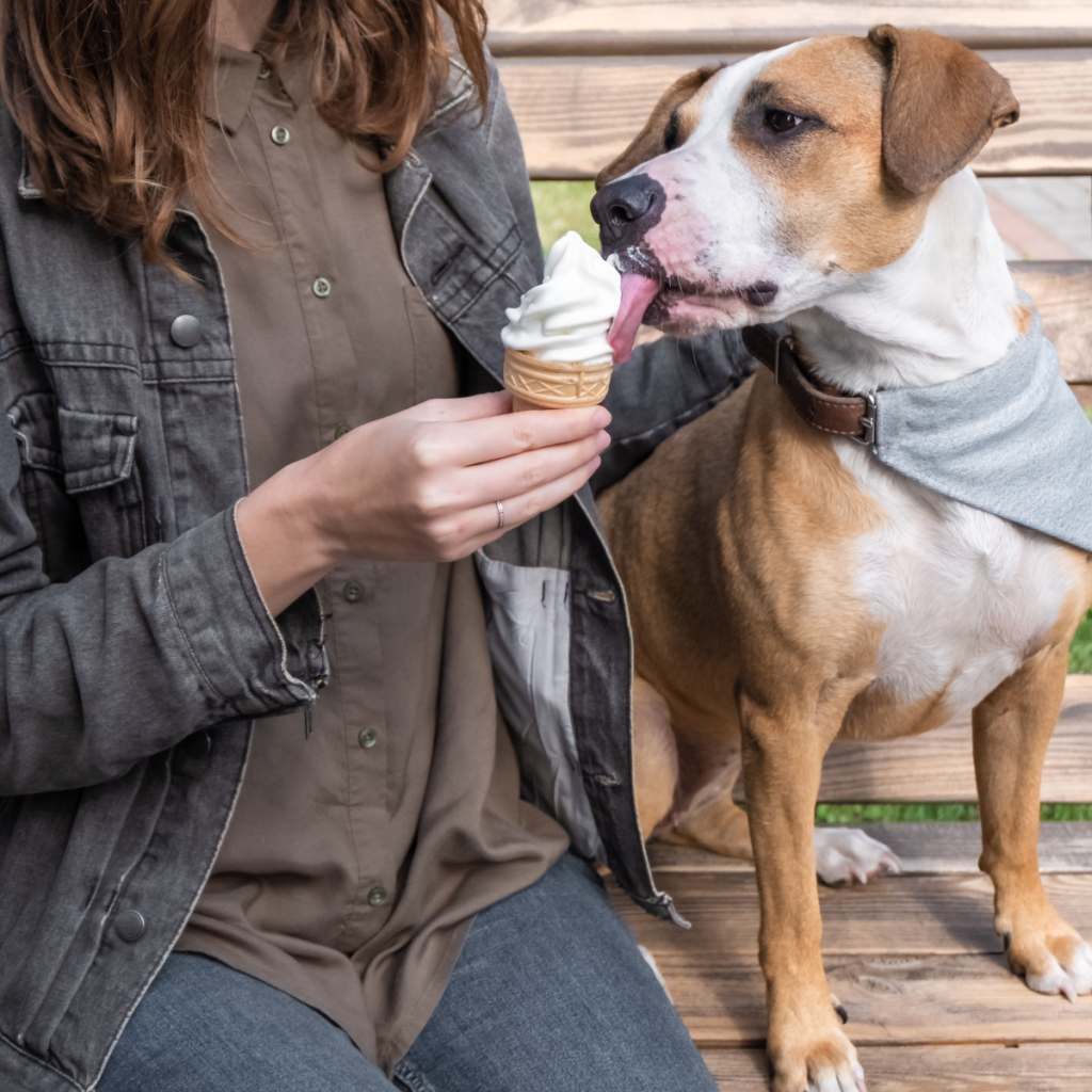 brown and white dog enjoying a vanilla soft serve ice cream cone