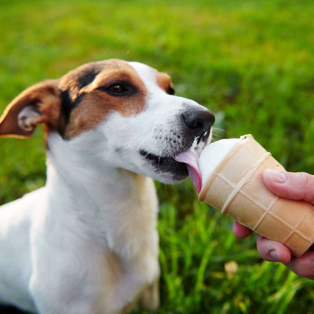 brown and white dog licking an ice cream cone