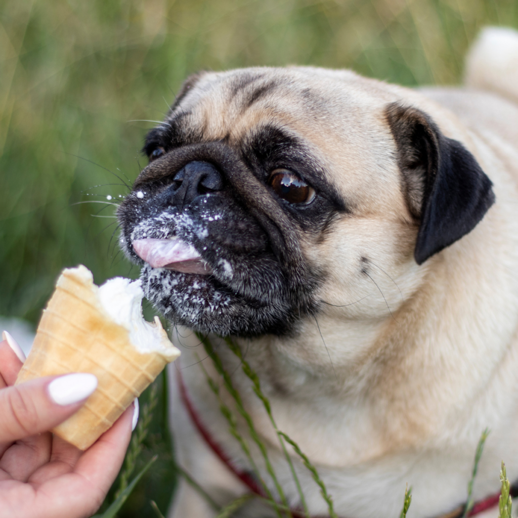 pug licking an ice cream cone